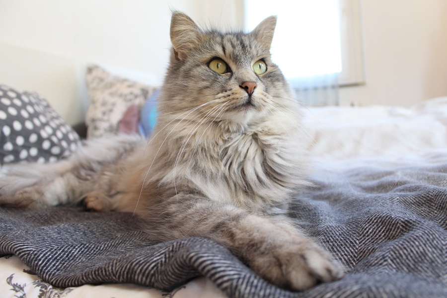 Sibirische Katzen